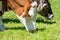 Brown white cattle cows graze at fresh green meadow