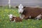 Brown and White Cattle Hereford mother with calf on Pastureat, they are looking at the camera