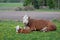 Brown and White Cattle Hereford mother with calf on Pastureat, they are looking at the camera