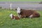 Brown and White Cattle Hereford mother with calf on Pastureat, they are looking at the camera