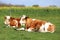 Brown and white colored cows enjoying summer sun and laying on green meadow grass landscapes