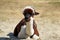 Brown and White Colored Lama Alpaca Lying Down Portrait