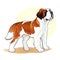 Brown and white coloured dog amazing vector illustration. Cute cartoon dogs vector puppy pet characters breads doggy illustration