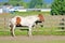 Brown and White Colt Standing