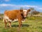 Brown and White Cow Closeup