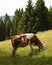 Brown and white cow is contentedly grazing on a picturesque hillside that is lush with green grass