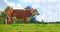 Brown and white cow on a field in rural countryside with blue sky copyspace background. Raising and breeding livestock