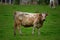 A brown and white cow grazes in a meadow, Latvia