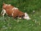 Brown white cow grazing green grass