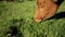 Brown and white cow grazing in the pasture land