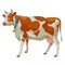 Brown and white cow, side view, isolated