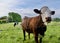 Brown and white cow standing in green field behind barbed wire