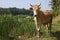Brown and White Cow Standing on Thick Grass Field