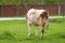 Brown white cow on the street eats green grass.Brown white cow in nature