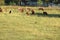 Brown and white cows grazing in a grass field next to a wire fence