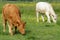 Brown and White Cows in Green Field