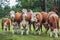 Brown and white cows in green grassy swedish meadow under blue sky with white clouds