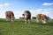 Brown and white cows on pasture