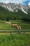 Brown and White Cows Pasturing in Grazing Lands: Italian Dolomites Alps Scenery