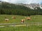 Brown and White Cows Pasturing in Grazing Lands: Italian Dolomites Alps Scenery