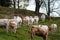 Brown and white cows on the sun, calm and tranquil pasturage, Pyrenees