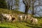 Brown and white cows on the sun, calm and tranquil pasturage, Pyrenees