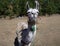 Brown and white curious llama on a dry grass