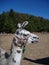 Brown and white curious llama on a dry grass