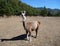 Brown and white curious llama on a dry grass