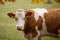 Brown and white dairy cow in pasture