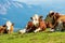 Brown and White Dairy Cows with Cowbell on a Mountain Pasture - Alps Austria