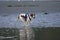 Brown and white dog with blue harness runs in shallow water on beach