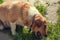 A brown-and-white dog eating something on the grass