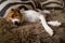 a brown and white dog sleeps on top of a cushion