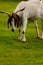 Brown and white domesticated goat