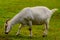 Brown and white domesticated goat