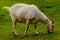 Brown and white domesticated goat