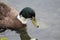 Brown white Duck swimming on water under daylight.