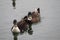 Brown white Ducks swimming on water under daylight.