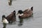 Brown white Ducks swimming on water under daylight.