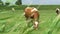 Brown-White Dutch cow in pasture