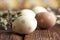 Brown and white Easter eggs and willow flowers