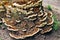Brown with white edges Dyer`s Polypore Mushroom