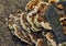 Brown with white edges Dyer`s Polypore Mushroom