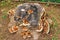 Brown with white edges Dyer`s Polypore Mushroom