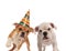 Brown and white english bulldog couple celebrating birthday