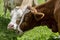 Brown and White flecked Cows in the European Alps