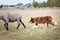 Brown and white fluffy border collie learns to herd