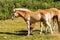 Brown and white foal and horses in Alpine pasture