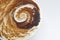 Brown and white fossilized snail shell
